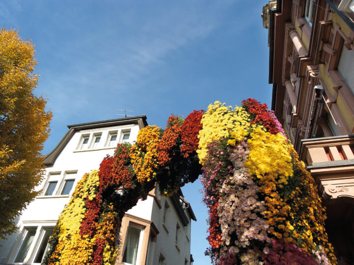 24_Chrysanthema_Chrysanthementor_quer