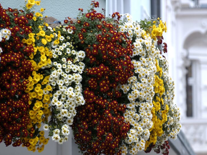 24_Chrysanthema_Kaskade_1