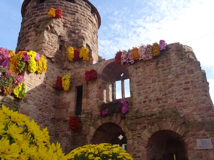 24_Chrysanthema_Storchenturm