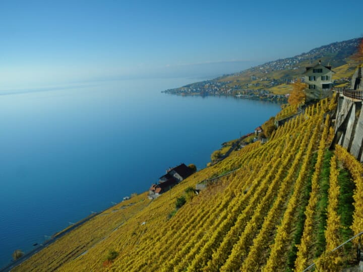 Vue sur le lac depuis le vignoble