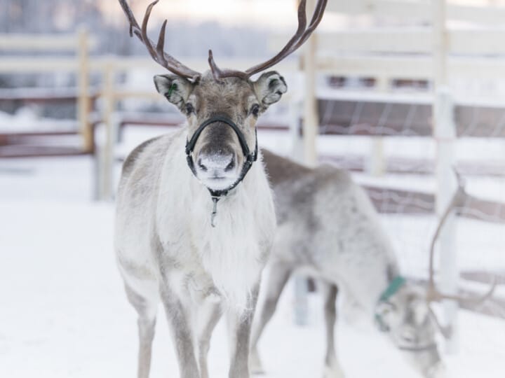 Arkadia Reindeer Farm 06