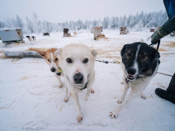 Jive to the Five with the huskies 02